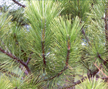 Austrian Pine