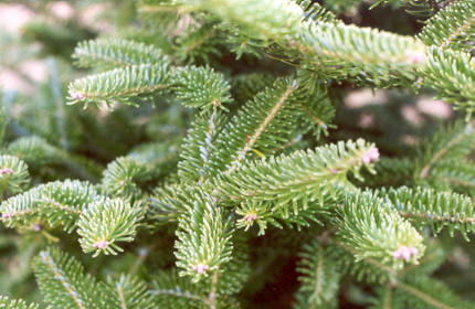 Balsam Fir