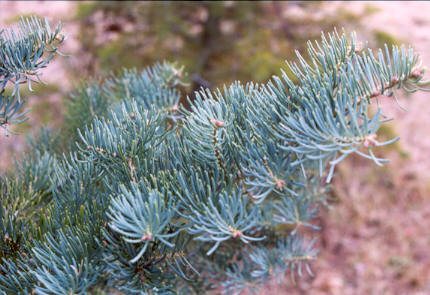 Concolor Fir