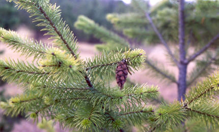 Douglas Fir with cone