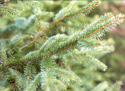 Norway Spruce
