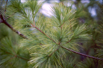White Pine